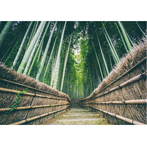 万竹林海一